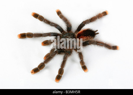 Brasilianische schwarz-weiß Tarantel - Ausschneiden / Acanthoscurria Brocklehursti Stockfoto