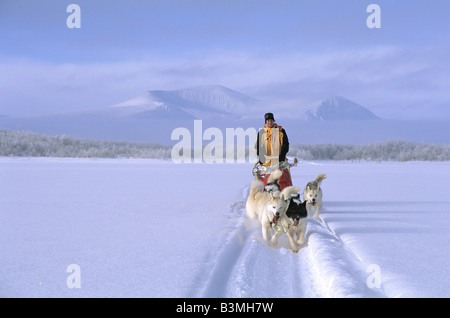 Schlittenhunde - Schlitten ziehen Stockfoto