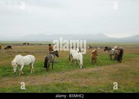 Islandpferde-Herde - stehend auf Wiese Stockfoto