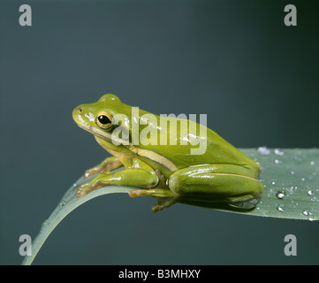 NAHAUFNAHME VON WINZIGEN GRÜNEN TREEFROG (HYLA CINEREA) FESTHALTEN AN REED GRASS Stockfoto