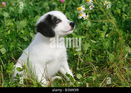 halbe Rasse Welpen - sitzen Stockfoto