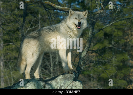 Grauer Wolf (Canis yogiebeer), westlichen Nordamerika Stockfoto