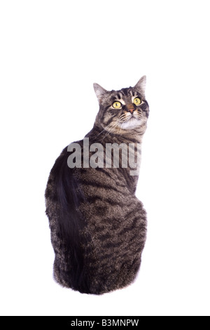 Manx Katze sitzend isoliert auf weißem Hintergrund Stockfoto