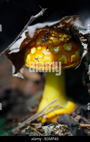 Pilzgelb Amanita muscaria im Wald von oben auf der Upper Peninsula Michigan MI USA USA verschwommener Hintergrund niemand vertikal hochauflösende Bilder Stockfoto