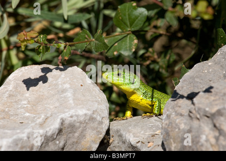 Balkan grüne Eidechse Lacerta Trilineata Peloponnes Griechenland Stockfoto