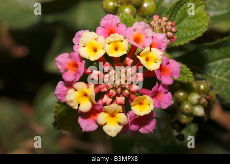 Lantana Camara Verbenaceae Familie Stockfoto