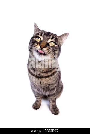 Manx Katze sitzend mit lustigen Ausdruck isoliert auf weißem Hintergrund Stockfoto