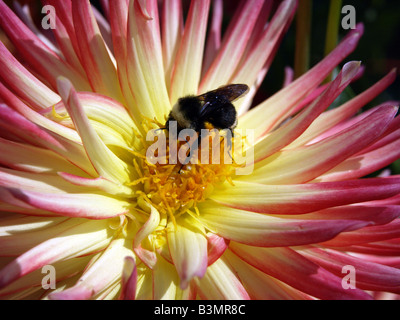 Stock Foto Nahaufnahme von roten und weißen Dahlie mit Biene im Zentrum der Blume Stockfoto