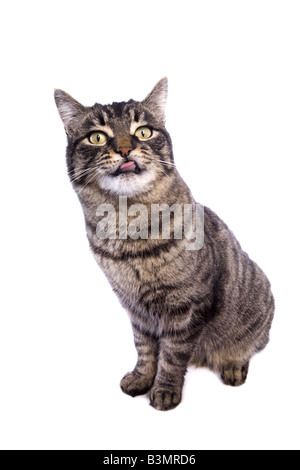 Manx Katze sitzend mit lustigen Ausdruck isoliert auf weißem Hintergrund Stockfoto