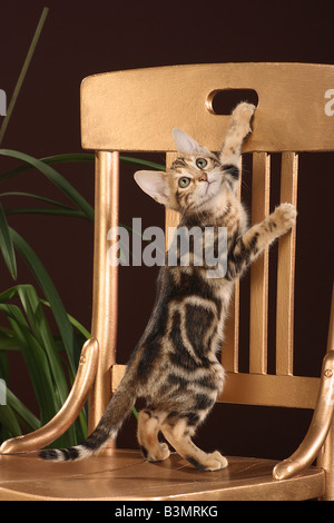 Bengal Kitten - auf Stuhl Stockfoto