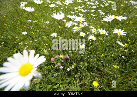 Wildblumen Wiese, Nahaufnahme Stockfoto