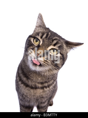 Manx Katze mit lustigen Ausdruck isoliert auf weißem Hintergrund Stockfoto