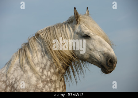 Percheron - Porträt Stockfoto