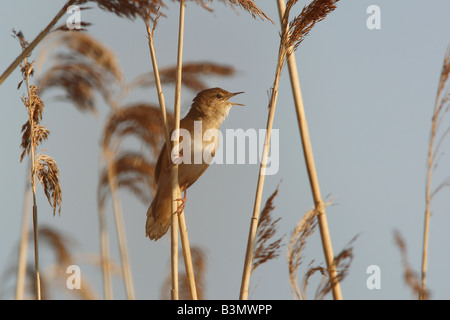 Savi's Grumbler (Locustella luscinioides). Ein Mann im Gesang, der auf einem Schilfstiel sitzt Stockfoto