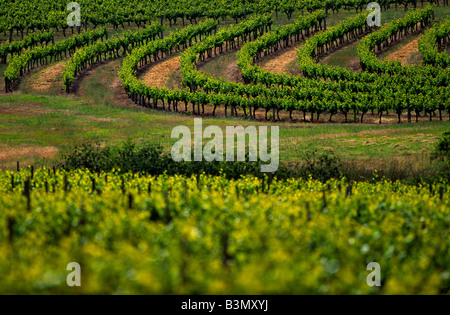 Weingut Westaustralien Stockfoto