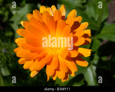Bluehende Ringelblume Calendula Officinalis Heilpflanze Ringelblume Stockfoto