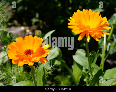 Bluehende Ringelblume Calendula Officinalis Heilpflanze Ringelblume Stockfoto