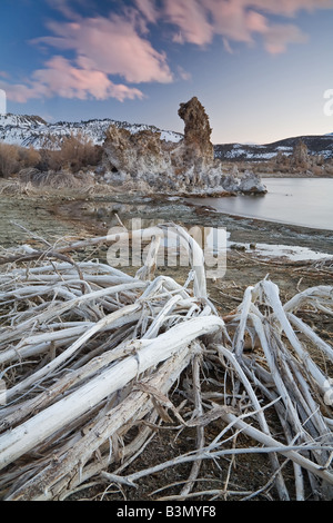 Trockene Pflanzen führen in Tufas des Mono Lake in der Morgendämmerung. Stockfoto