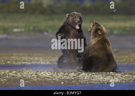 Grizzly Bear Ursus Arctos Weibchen kämpfen um das Recht auf einen Lachs zu töten in Hallo Bay, Alaska im September. Stockfoto