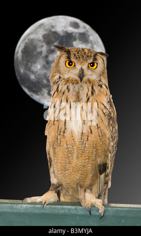 elegante Eule Nacht räuberische Raubvogel Stockfoto