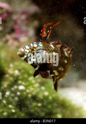 Juvenile genauso Lippfisch Novaculichthys Taeniourus aka Dragon Lippfisch Stockfoto