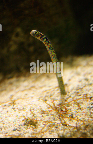 Garten-Aal, Heteroconger Cobra, Congridae, Western Central Pacific Stockfoto