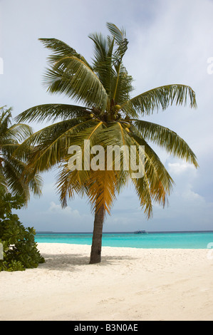 Eine Palme an einem schönen Strand auf den Malediven Stockfoto