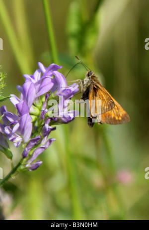 Großen Skipper Butterfly, Ochlodes Sylvanus. Männliche Fütterung auf Vierwaldstättersee, Medicago Sativa. Stockfoto