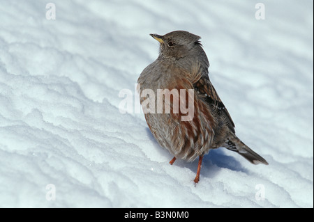 Alpine beobachtet Prunella Collaris Erwachsenen auf Schnee Schweiz Stockfoto
