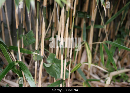 Nahaufnahme von Bambus Phyllostachys aurea Stockfoto