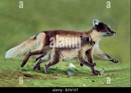 Polarfuchs Vulpes Lagopus Erwachsener mit jungen laufenden Spitzbergen Norwegen Arktis Stockfoto