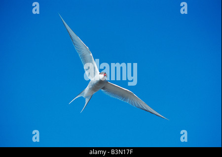 Küstenseeschwalbe Sterna Paradisaea Erwachsenen im Flug Norwegen Arktis Stockfoto