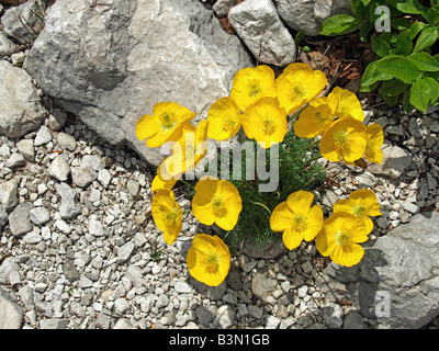 Rhätische Alpen-Mohn / Papaver Alpinum Rhaeticum Stockfoto