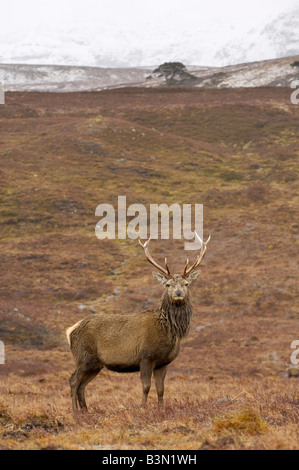 Rotwild-Hirsch im Hochland, Glen Lyon, Perth und Kinross, Schottland Stockfoto