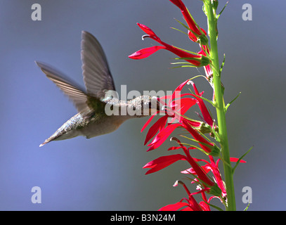 Ruby – Throated Kolibris füttern von rote Penstemon Blumen an einem Sommertag. Stockfoto