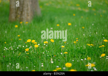 Löwenzahn (Taraxacum Officinale) in Wiese, Nahaufnahme Stockfoto