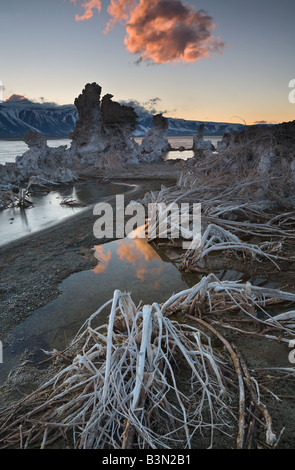 Trockene Pflanzen führen in Tufas des Mono Lake in der Morgendämmerung. Stockfoto