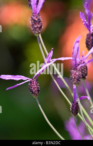 Wilder Lavendel wächst in einem Feld "Land" Stockfoto