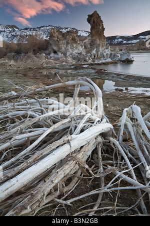 Trockene Pflanzen führen in Tufas des Mono Lake in der Morgendämmerung. Stockfoto