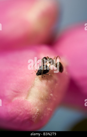 Schwarze Ameise mit Blattlaus auf Blume Stockfoto