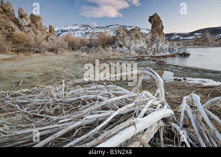 Trockene Pflanzen führen in Tufas des Mono Lake in der Morgendämmerung. Stockfoto