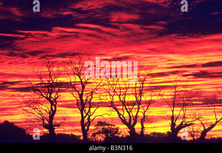 Red Sky Wolken winter Skelett Bäume dramatischen Sonnenuntergang Norfolk England UK Wetter Vorhersage Vorhersage Hirten Freude Stockfoto