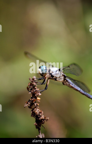 Blaue Dasher Libelle Pachydiplax longipennis Stockfoto