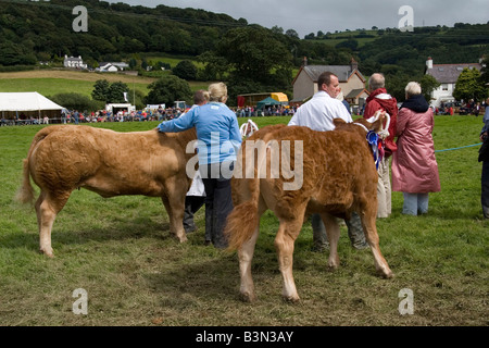 Anzeigen von preisgekrönten Limousin Kuh Kühe im Wettbewerb bei Eglwysbach Show in Conwy Valley Nord-Wales Stockfoto