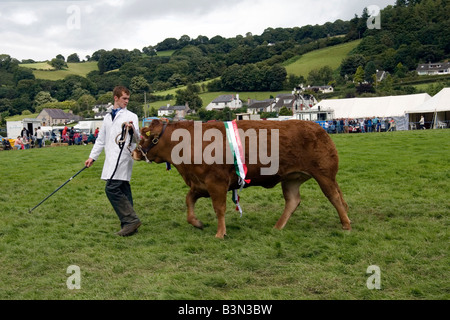 Anzeigen von preisgekrönten Limousin Kuh Kuh im Wettbewerb bei Eglwysbach Show in Conwy Valley Nord-Wales Stockfoto