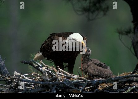 Weißkopfseeadler im nest Haliaeetus Leucocephalus Fütterung junger Stockfoto