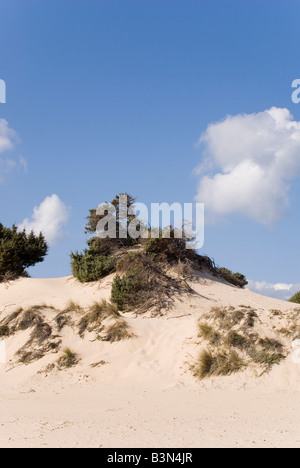 Italien, Sardinien, Sanddünen und Rasen Stockfoto