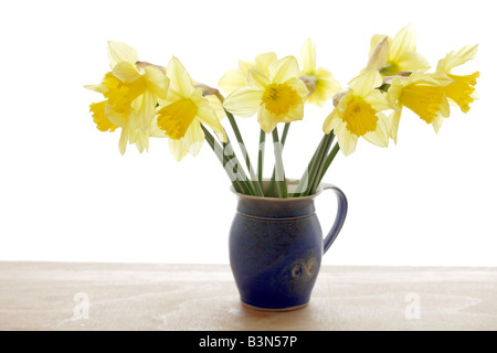 Vase mit Narzissen (Narcissus Pseudonarcissus), Nahaufnahme Stockfoto