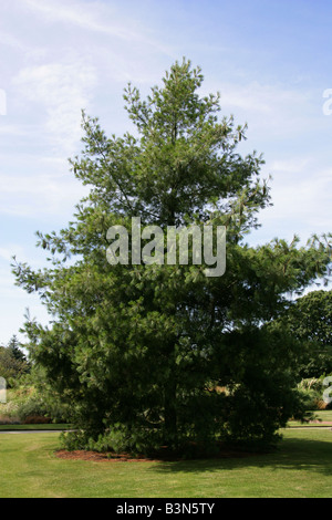 Bhutan-Kiefer, Pinus Wallichiana, Tannenbäumen, zentralen und östlichen Himalaya und Nepal Stockfoto