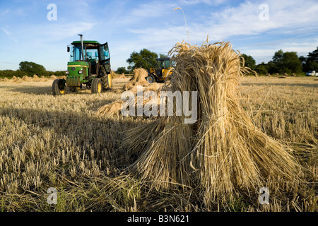 Oxfordshire Weizenfeld mit der speziellen lange stemmed Ernte, Trocknung in Garben oder Stooks für den Einsatz als Dach Thatch. Stockfoto